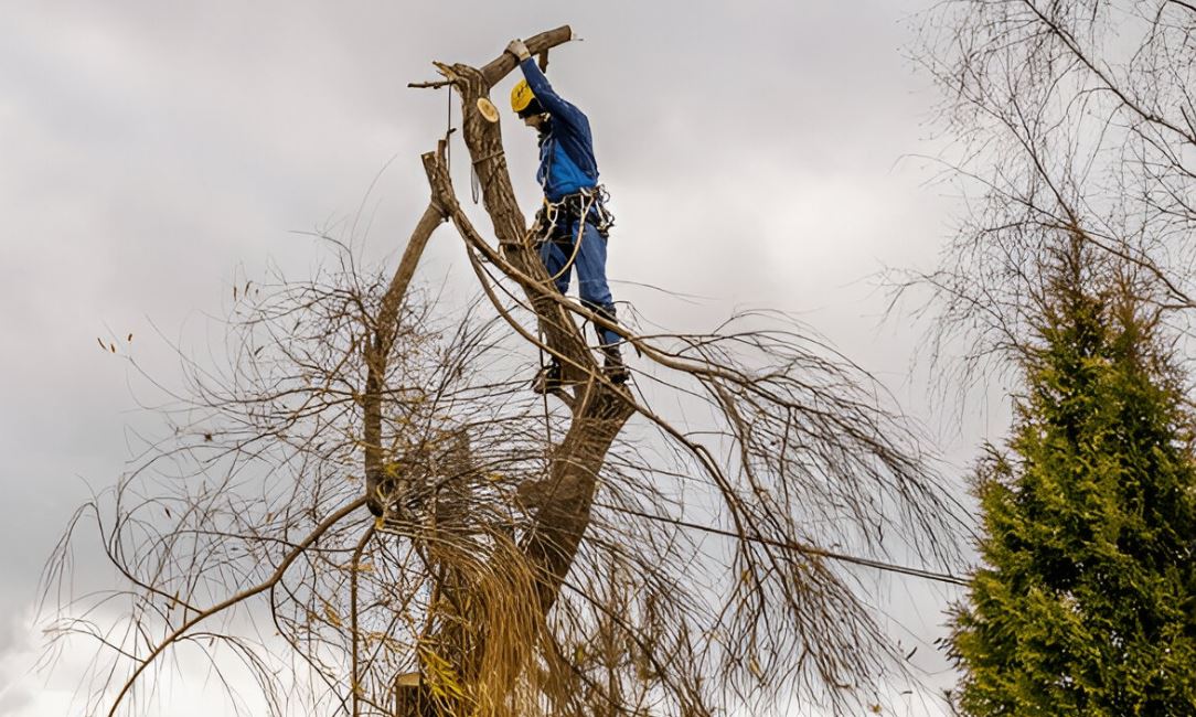 tree service